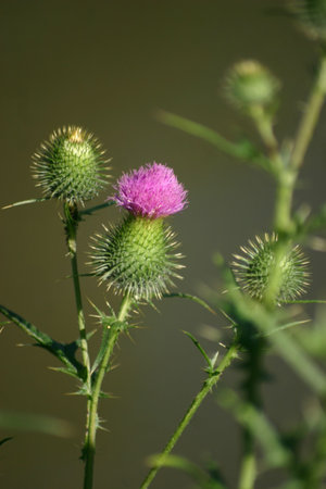Thistleの写真素材