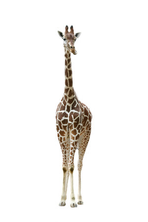 Giraffe front view isolatedの写真素材