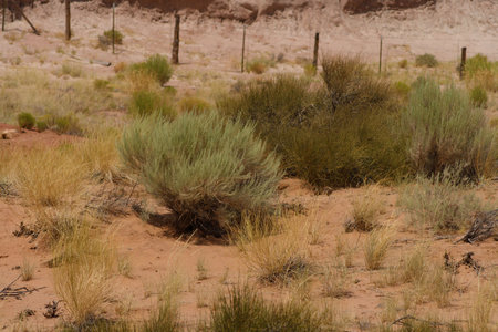 Plants growing in the desesrt.の写真素材