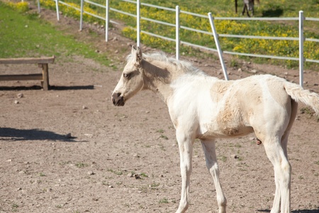 A white and brown paint foal.の写真素材