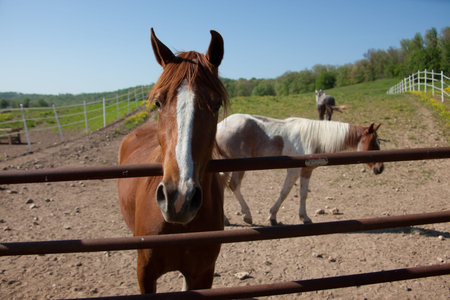 Horses behind a fence.