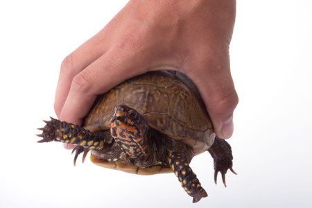 A turtle being held in a hand.の写真素材