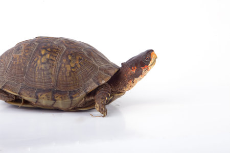 A box turtle isolated on a white background.