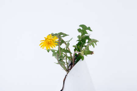 A dandelion isolated on a white の写真素材