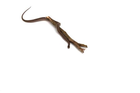 A snake isolated on a white background with a stick.の写真素材