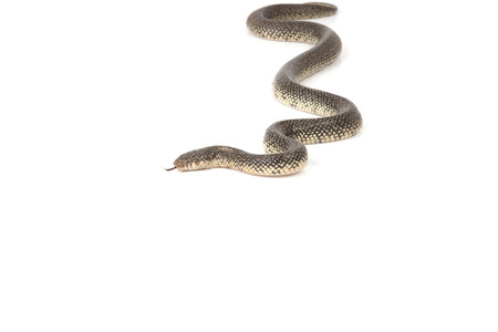 A speckled king snake isolated on a white background.の写真素材