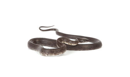 A blue racer snake isolated on a white background.