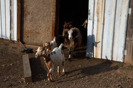 Goats running out of a barn door. の写真素材