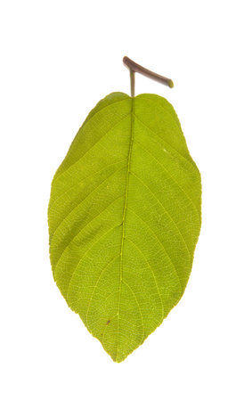 A green leaf isolated on a white background.