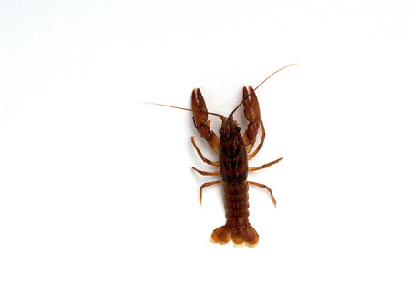 A crayfish isolated on a white background.の写真素材