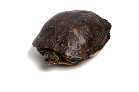 A red-eared slider isolated on a white background with its mouth open.