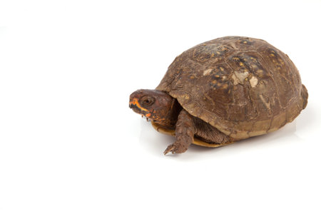 A turtle isolated on a white background.の写真素材