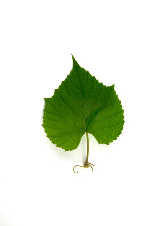 A leaf isolated on a white background..の写真素材