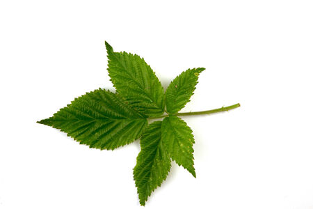A leaf isolated on a white background..の写真素材