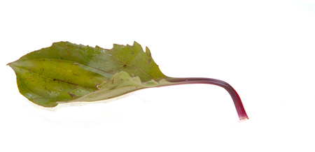 A leaf isolated on a white background..の写真素材