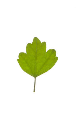 A leaf isolated on a white background.の写真素材