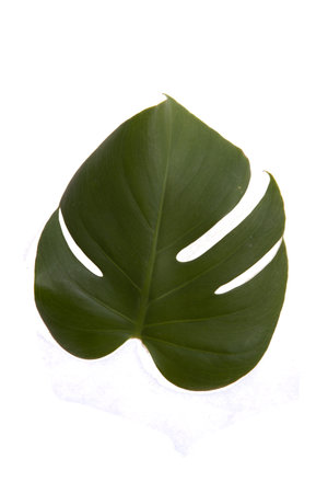A leaf isolated on a white background.の写真素材