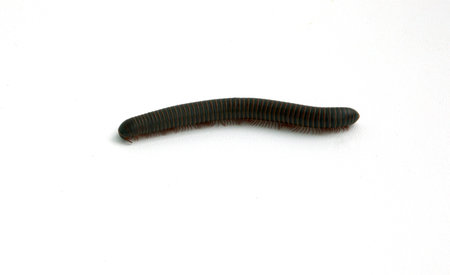 A millipede isolated on a white background.