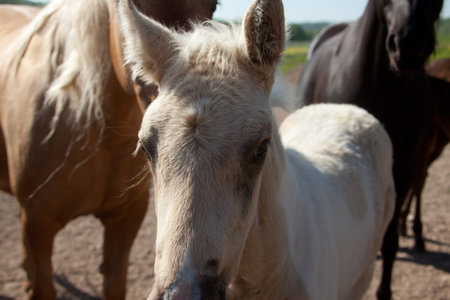 The face of a white foal.の写真素材