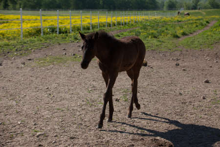 A brown foal walking.の写真素材