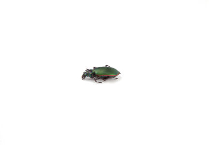 A green beetle isolated on a white background.の写真素材
