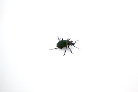 A beetle isolated on a white background.の写真素材