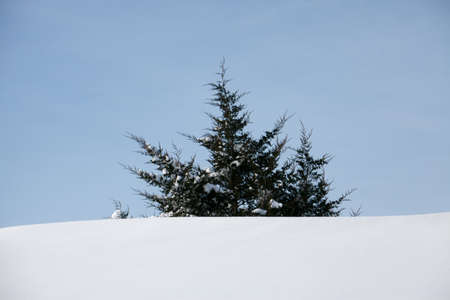 The top of a cedar tree peeking out above a snow covered roof.の写真素材