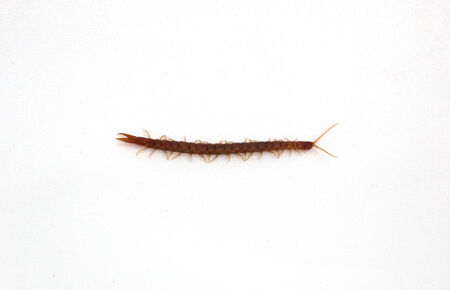 A centipede isolated on a white background.の写真素材