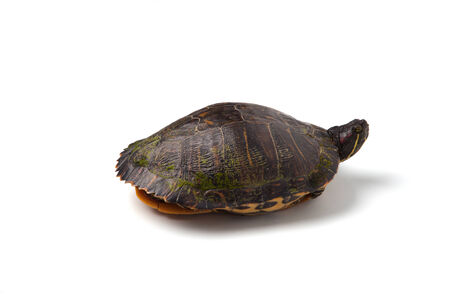 A red-eared slider isolated on a white background.の写真素材