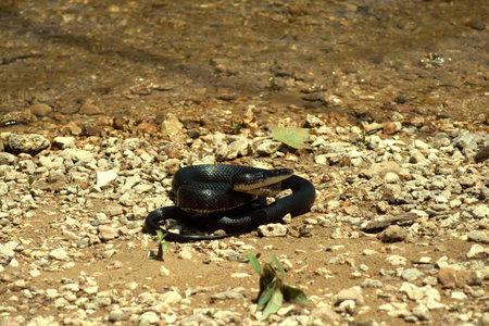 A black snake on the beach of a river.