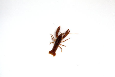 A crayfish isolated on a white background.