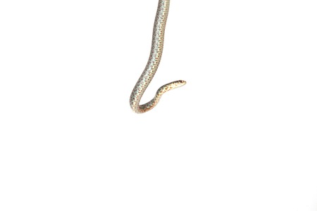 A blue racer snake isolated on a white background.の写真素材
