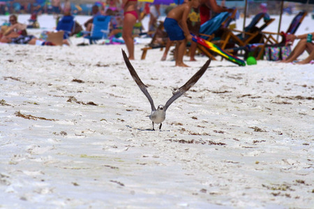 A sea gull landing on the beach.の写真素材