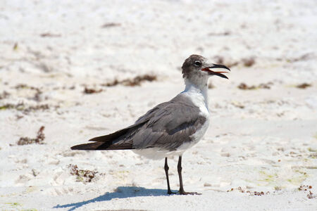 A sea gull landing on the beach.の写真素材