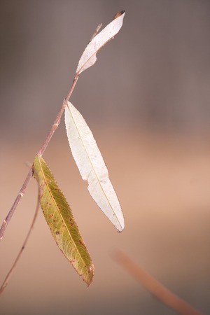 Leaves on a stem in color.の写真素材