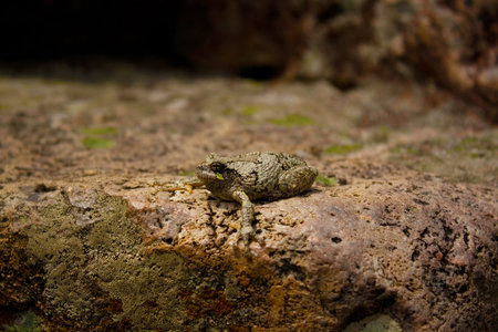 A camouflaged frog sitting on a rock.