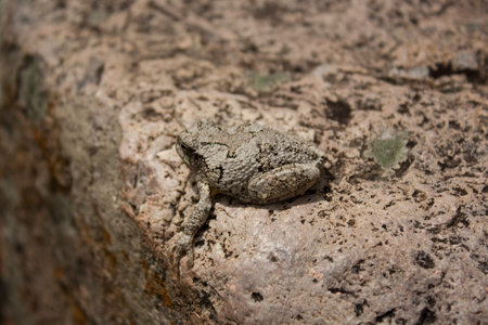 A camouflaged frog sitting on a rock.