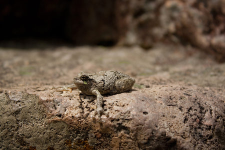 A camouflaged frog sitting on a rock.の写真素材