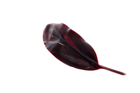 A leaf isolated on a white background.