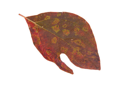 A fall leaf isolated on a white background.