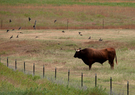 A longhorn bull in a field in Texas.