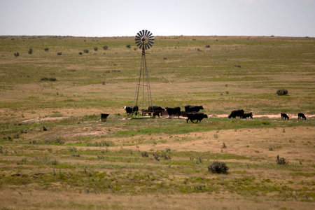 Cows standing around a windmill on a ranch.の写真素材