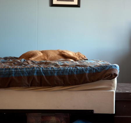 A yellow dog laying on a bed.の写真素材