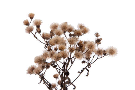 A dried wildflower.の写真素材