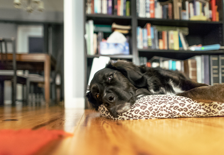 An old dog rests on a pillowの写真素材