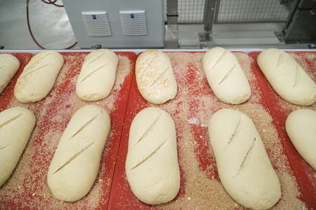Loaves of unbaked sourdough bread on a conveyorの写真素材
