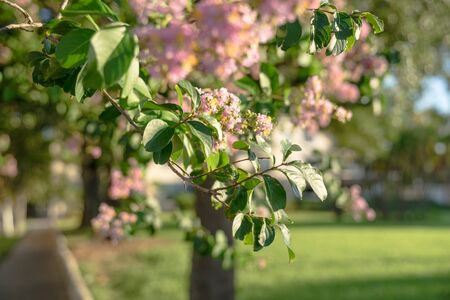 Pink flowers on a treeの写真素材