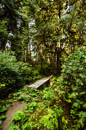 A trail through dense northwest coastal forestの写真素材