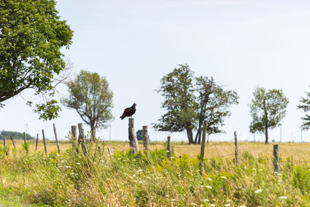 Turkey vulture resting on fence postの写真素材