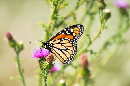 Monarch Butterfly Resting on a Thistleの写真素材